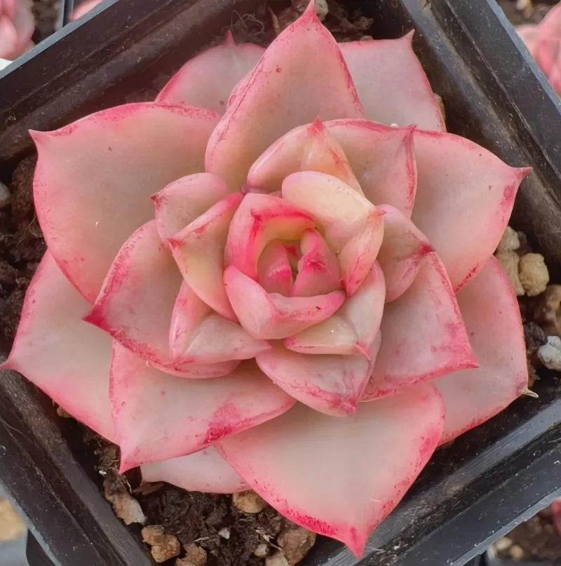 Pink and cream rose flower in dark tray planter, layered petals with faint red speckles