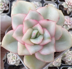 Pastel multi-petal succulent flower, pale green and pink