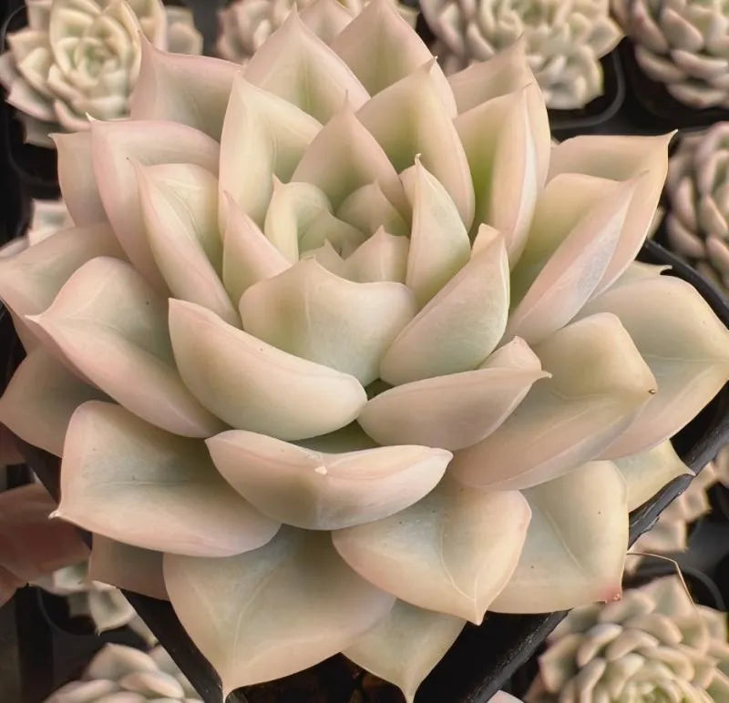 Succulent rosette with layered cream leaves and pale green variegation at the edges