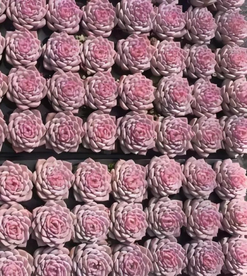 Echeveria Gratia succulent rosettes, tightly packed pink centers