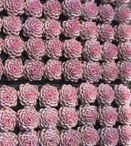 Echeveria Gratia succulent rosettes, tightly packed pink centers