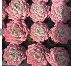 Multiple pink echeveria rosette succulents in rows on a tray