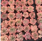 Echeveria succulent rosettes in pink and cream tones, many plants