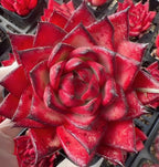 Red echeveria succulent rosette with curled inner leaves