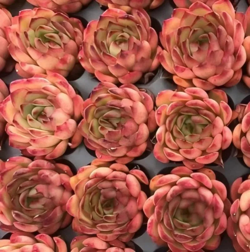 Cluster of succulent rosettes with red, pink, and green layered leaves