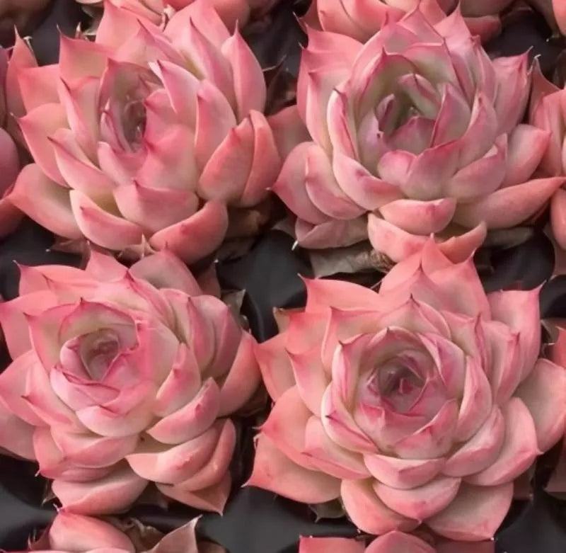 Group of pink echeveria rosette succulents with layered inner spirals