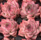 Group of pink echeveria rosette succulents with layered inner spirals