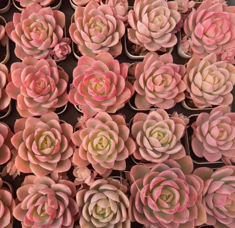 Pink succulent plants in pots, layered rosette leaves in a dense arrangement