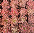 Pink succulent plants in pots, layered rosette leaves in a dense arrangement