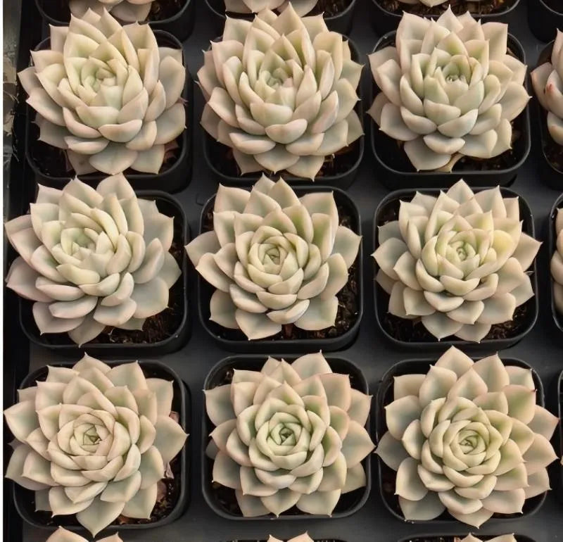 Assorted succulent rosettes in small pots with cream and light green layered leaves