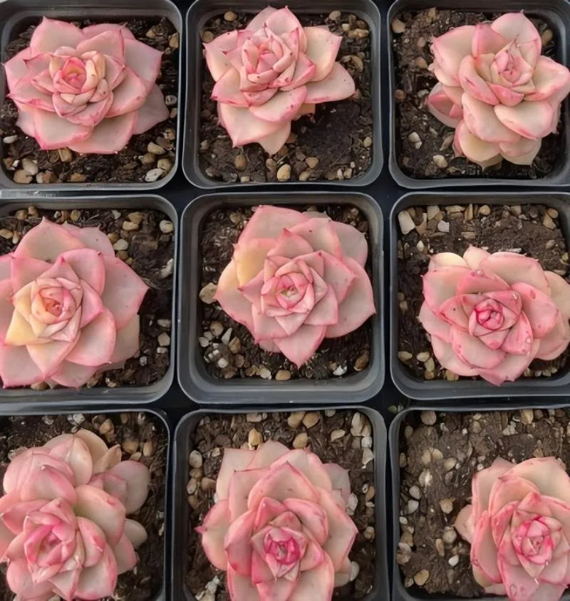 Multiple pink rose plants in small tray cells over gravel, each with layered rosette petals