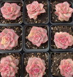 Multiple pink rose plants in small tray cells over gravel, each with layered rosette petals