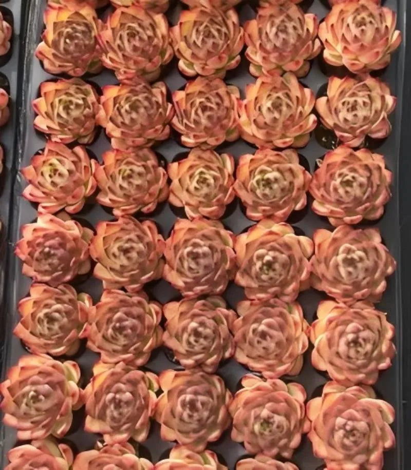Echeveria succulent rosette tray, warm orange-pink and green layered leaves