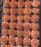 Echeveria succulent rosette tray, warm orange-pink and green layered leaves