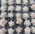 Small pastel succulent plants in square pots, pale green with pink accents