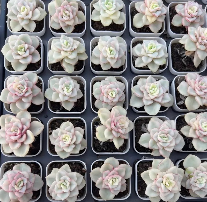 Small pastel succulent plants in square pots, pale green with pink accents