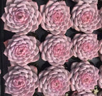 Echeveria Gratia succulent rosettes with pink leaves, clustered