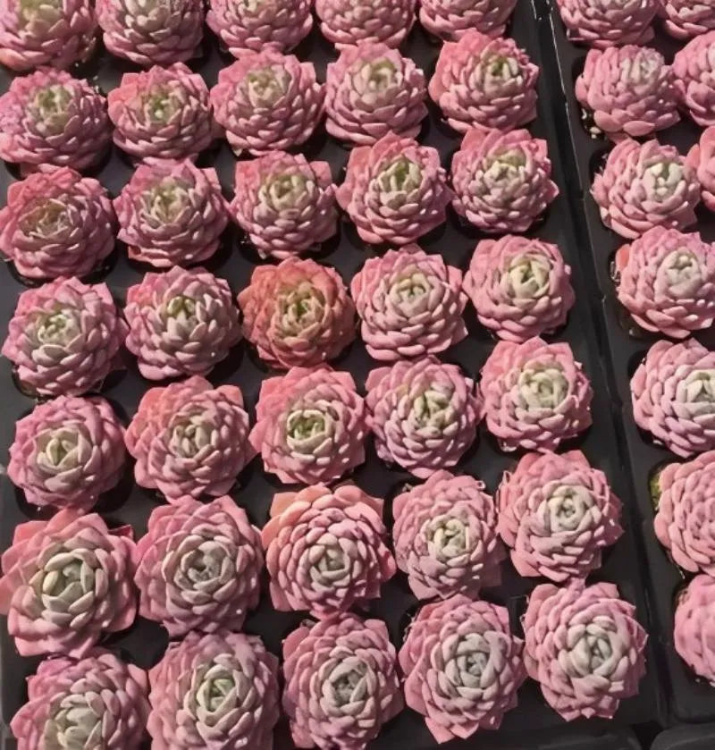 Assorted pink and pale green echeveria rosette succulents, close-packed