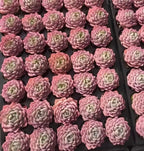 Assorted pink and pale green echeveria rosette succulents, close-packed