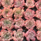 Echeveria succulent rosettes with soft pink petals and pale centers