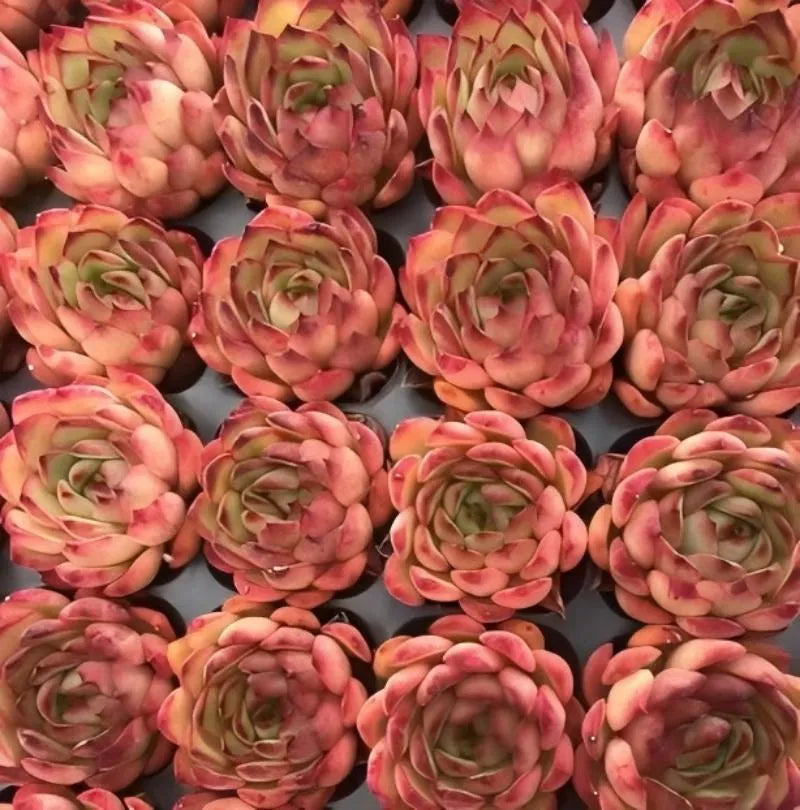 Succulent rosette cuttings in rows, with pink-red petals and green centers