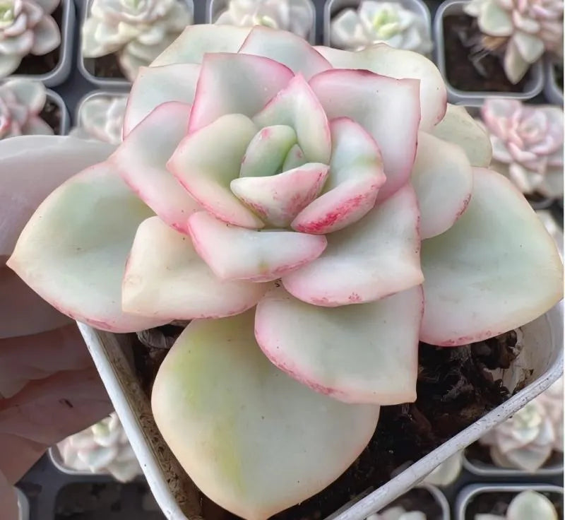 Pastel succulent flower with pale green leaves and pink-edged petals