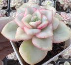 Pastel succulent flower with pale green leaves and pink-edged petals