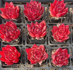 Set of red echeveria succulent rosettes in square planters