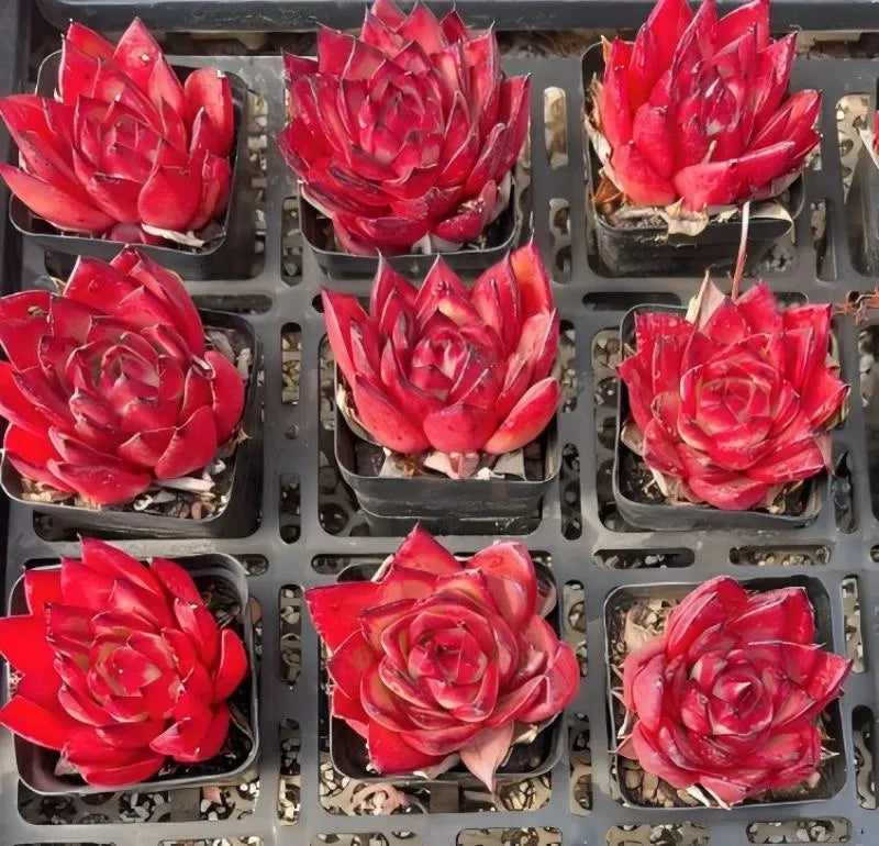 Set of red echeveria succulent rosettes in square planters