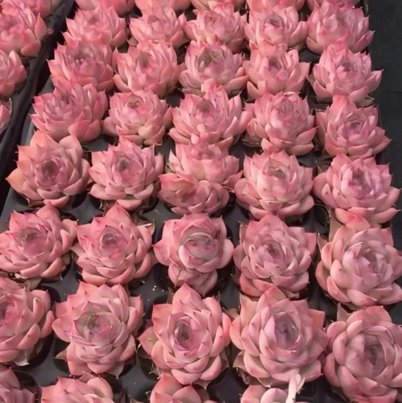 Cluster of pink echeveria rosette succulents with pointed leaves