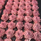 Cluster of pink echeveria rosette succulents with pointed leaves