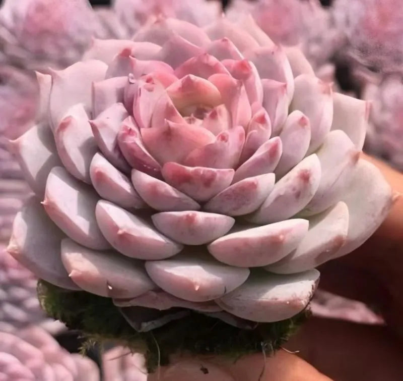 Echeveria Gratia succulent rosette with pink layered leaves