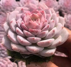 Echeveria Gratia succulent rosette with pink layered leaves