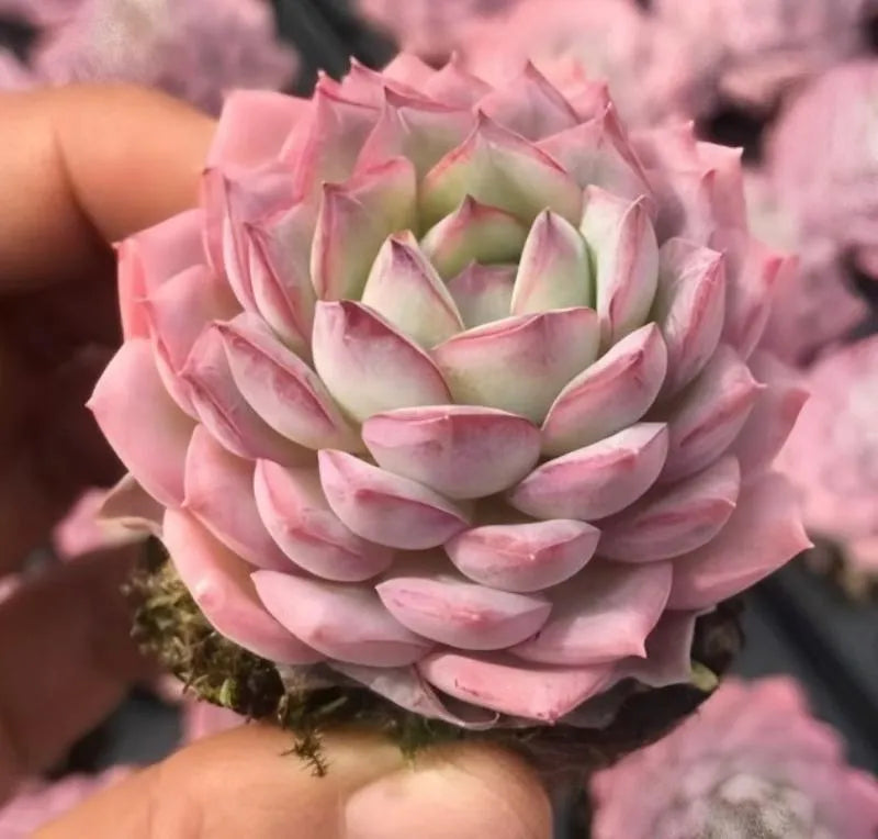 Pink and pale green echeveria rosette succulent with layered petals
