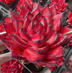 Red echeveria succulent rosette with layered pointed leaves