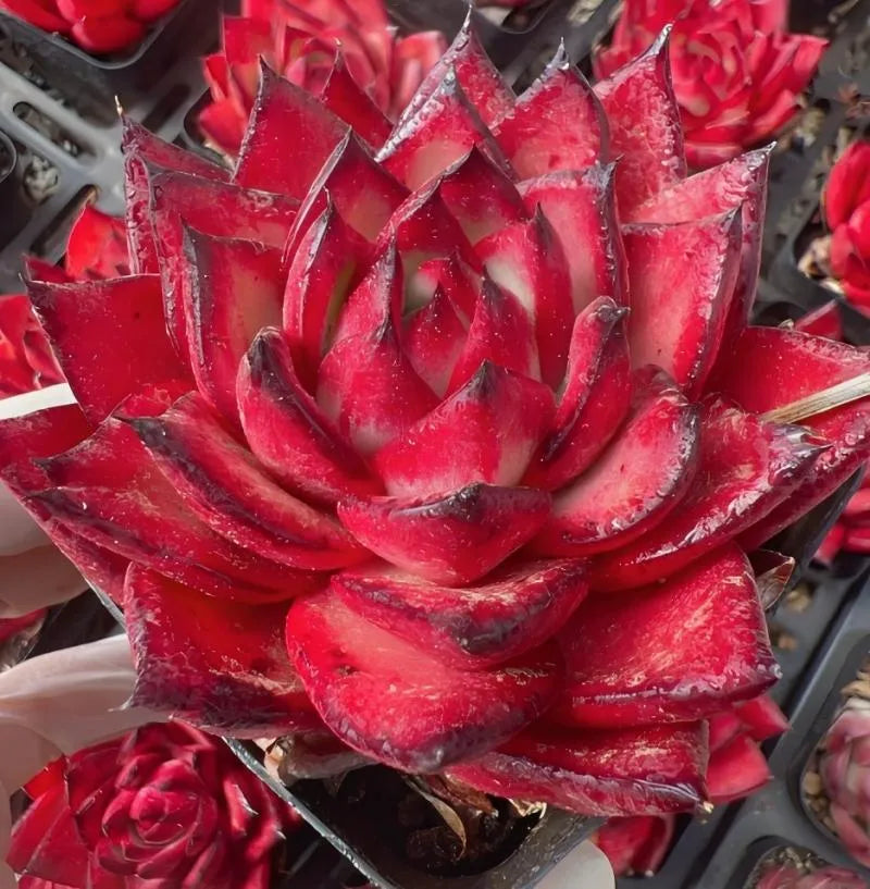 Red echeveria succulent rosette with layered pointed leaves