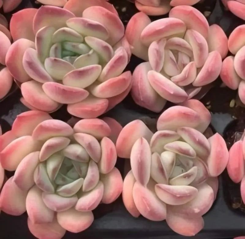 Echeveria succulent rosettes with pink and cream leaves, close-up