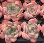 Echeveria succulent rosettes with pink and cream leaves, close-up