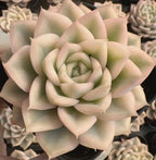 Echeveria succulent rosette with pale pink-cream pointed leaves and a light green center