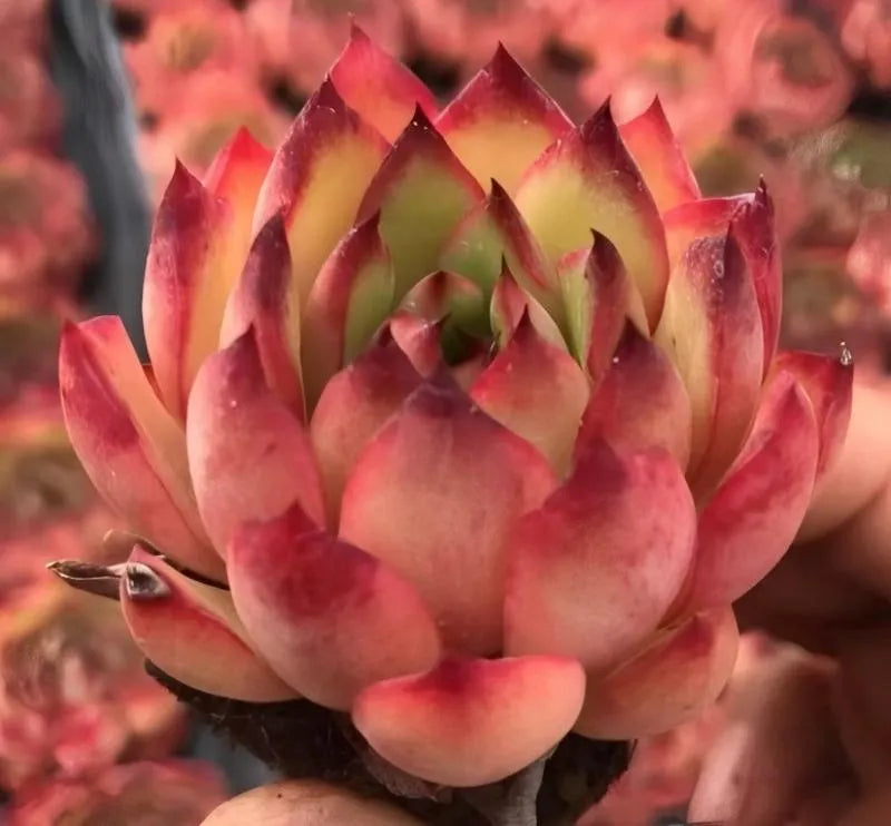 Succulent rosette with red-pink pointed leaves and a green inner rosette