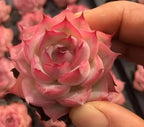 Pink echeveria succulent rosette with tight layered leaves, close-up view