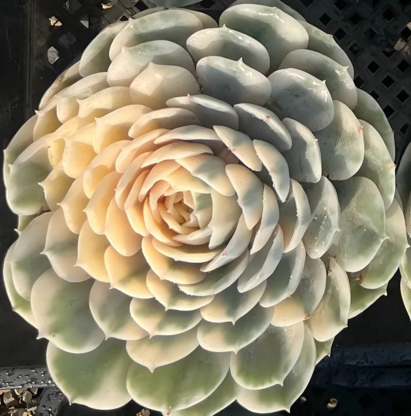Variegated Echeveria rosette with pale cream and light green layered leaves