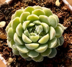 White Jade succulent rosette on dark soil with layered pale-green petals