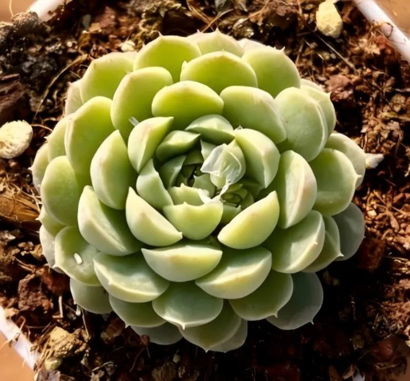 White Jade succulent rosette on dark soil with layered pale-green petals