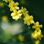 Winter Jasmine Soil Song