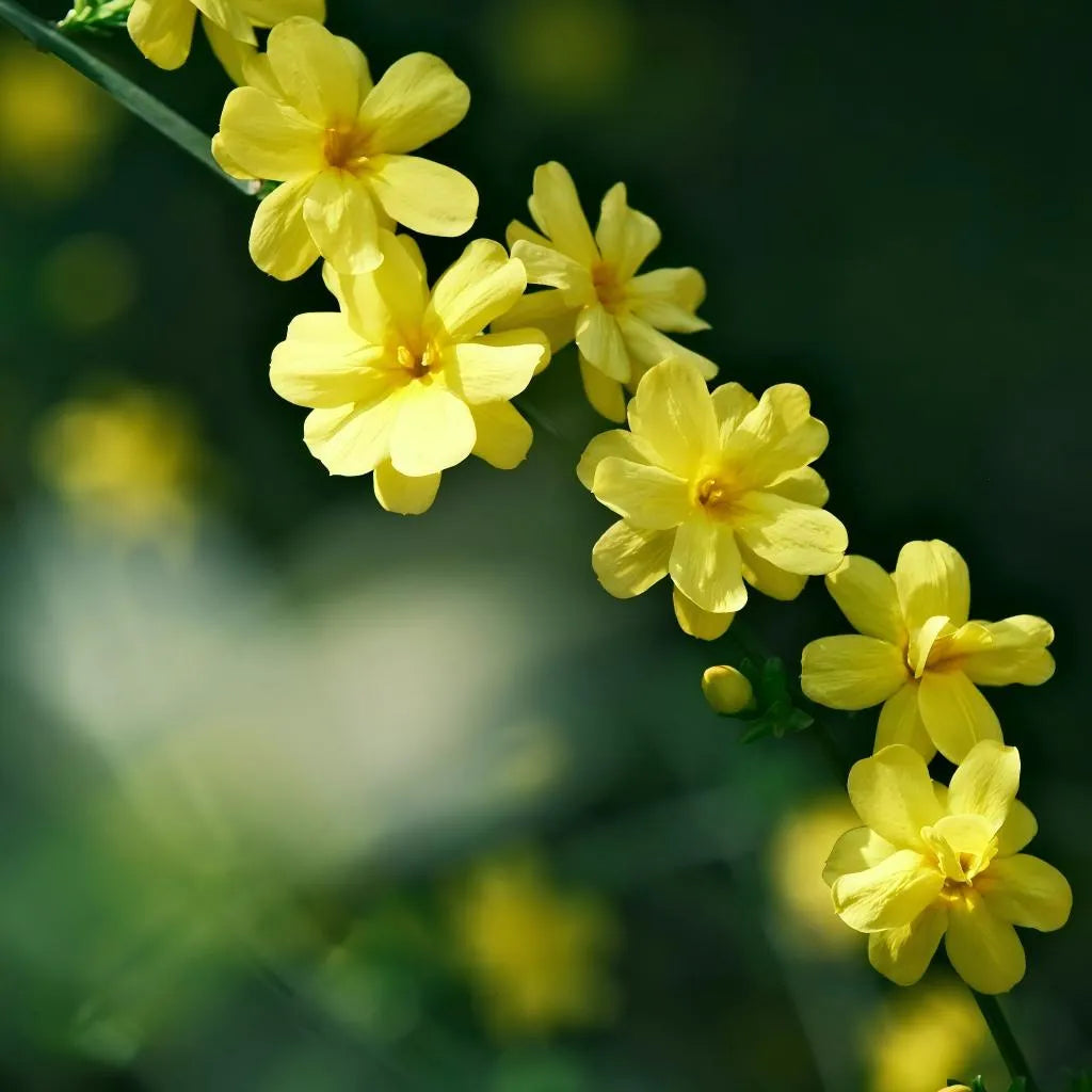 Winter Jasmine Soil Song