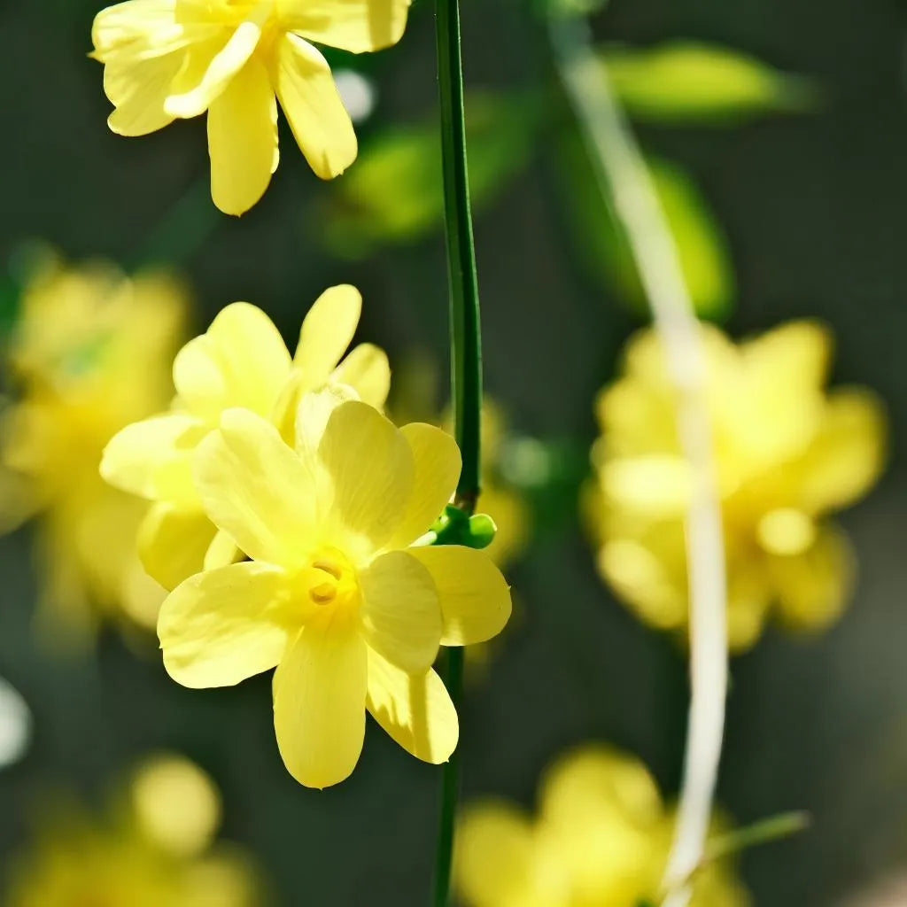 Winter Jasmine Soil Song