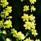 Winter Jasmine Soil Song