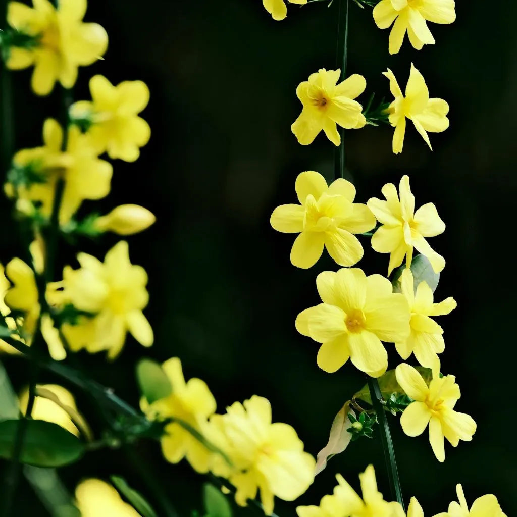 Winter Jasmine Soil Song