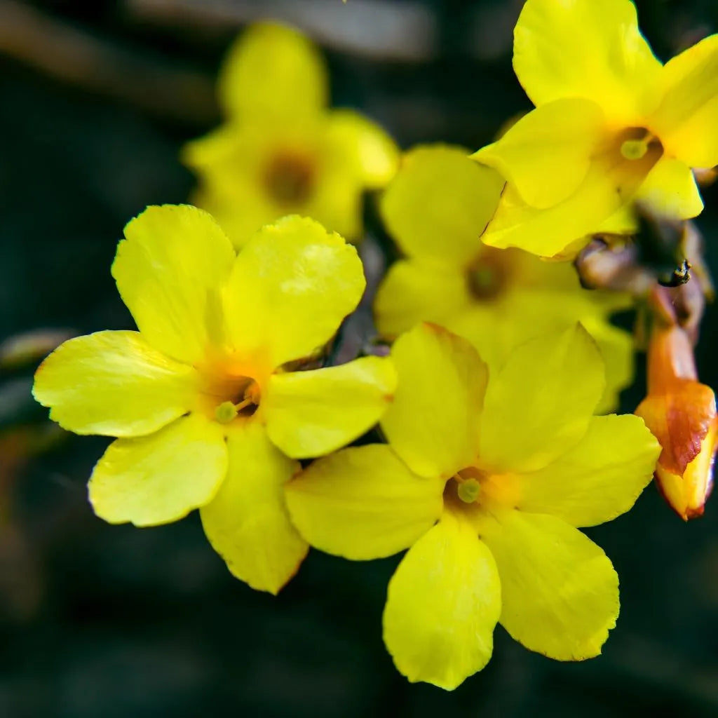 Winter Jasmine Soil Song